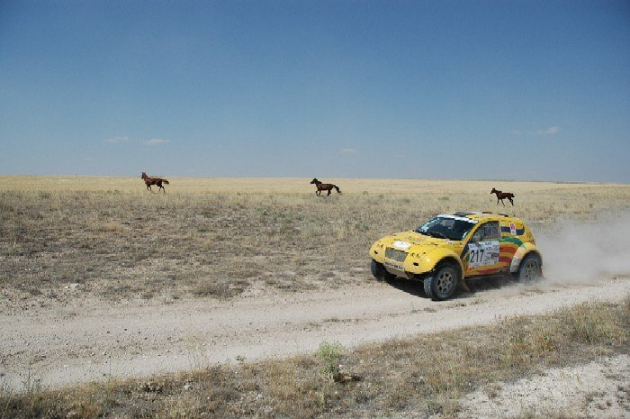 25.12.2005 konji