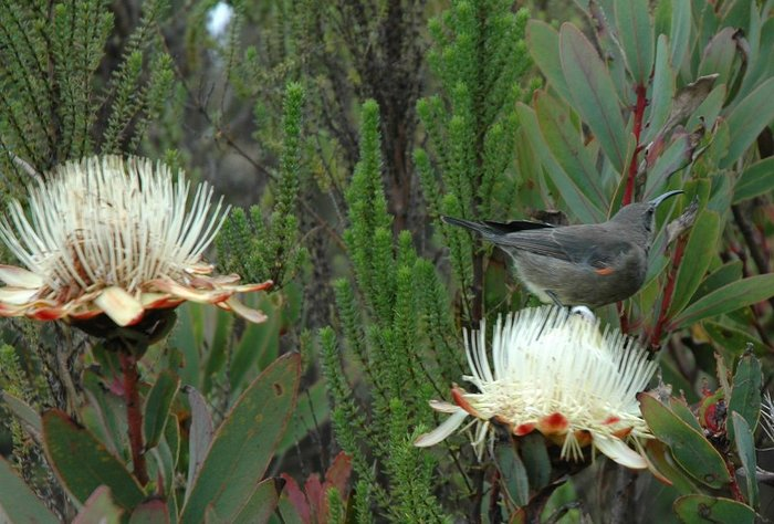 09.05.2006 sun bird
