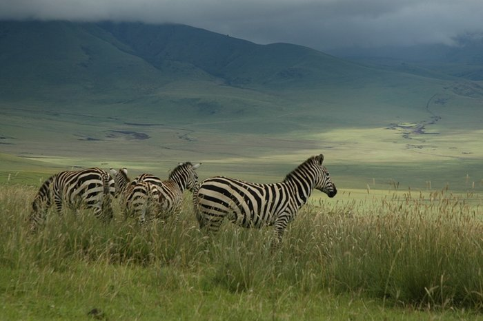 09.05.2006 zebra