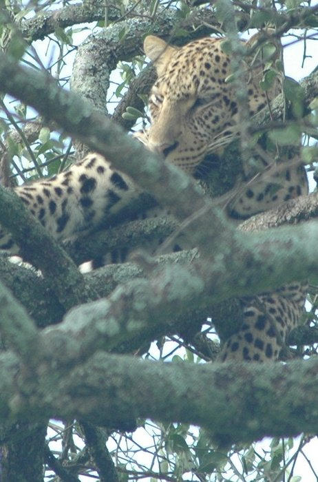 05.07.2006 gepard