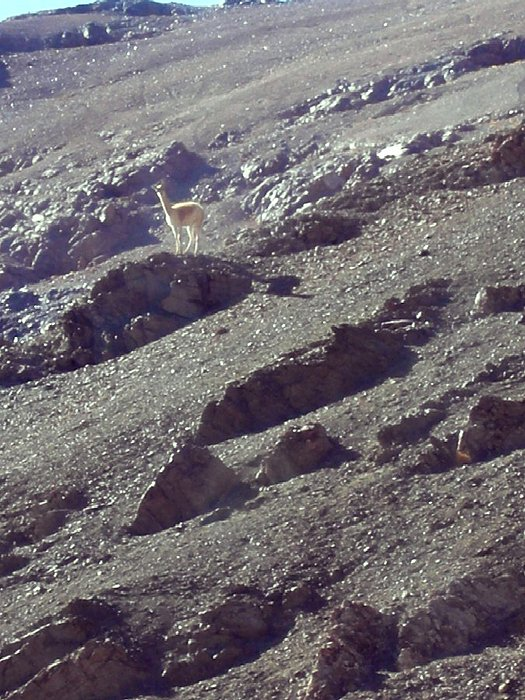 15.01.2009 Lama na skali