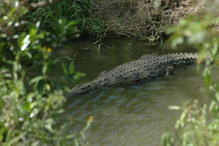 16.01.2006 krokodil