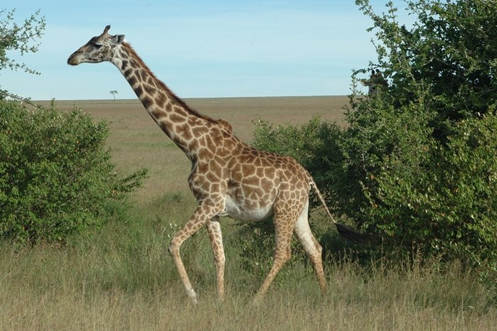 16.01.2006 žirafa