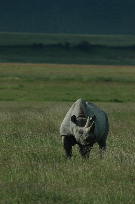 09.05.2006 nosorog