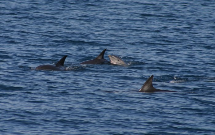 15.10.2006 delfini,foto:Rok