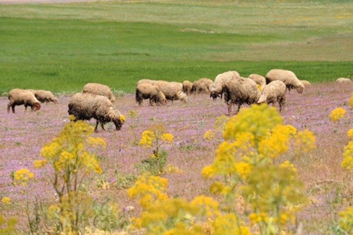 17.05.2009 ovce na modrem travniku